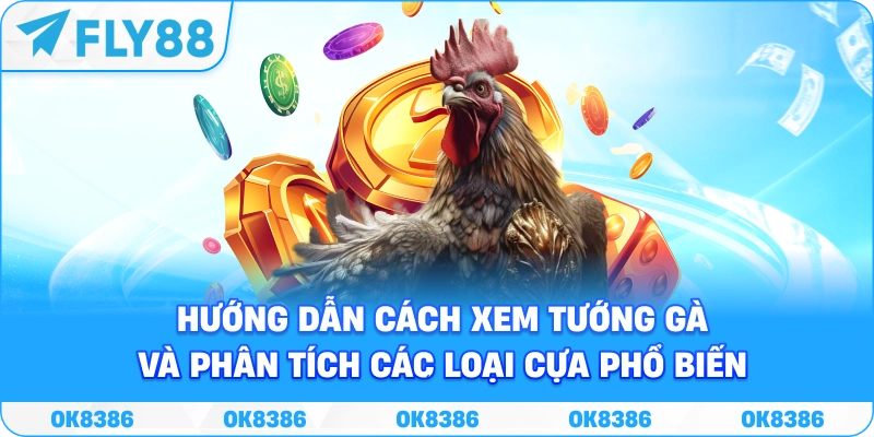 Đồ họa hướng dẫn cách xem tướng gà và phân tích các loại cựa phổ biến