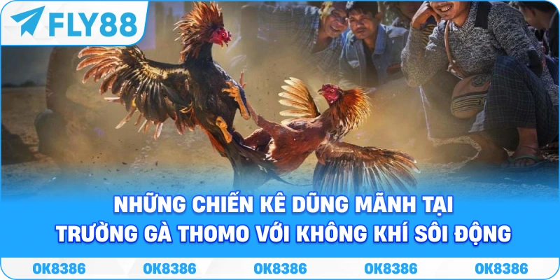 Hình ảnh những chiến kê dũng mãnh tại trường gà Thomo với không khí sôi động